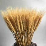 100 Pcs Dry Wheat Grass Bouquet Natural Wheat Dried Grasses Bundle Dried Wheat Length 45cm (Wheat) - My Store