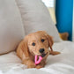 Buy now Nylabone Wishbone Puppy Chew Toy, Toys for Teething Puppies, Pink, Chicken Flavor, X-Small - Up to 15 lbs, 1 Count at indiglob india