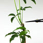 Buy now Wazakura Bonsai Scissors MADE IN JAPAN 7inch(180mm), Japanese Bonsai Garden Tools, Hasami Pruning Shears at indiglob india