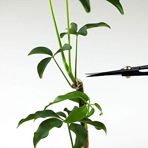 Buy now Wazakura Bonsai Scissors MADE IN JAPAN 7inch(180mm), Japanese Bonsai Garden Tools, Hasami Pruning Shears at indiglob india