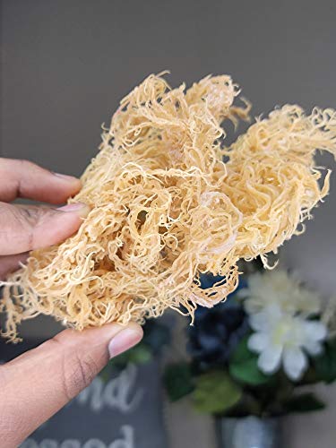 Buy now Wildcrafted Gold Irish Moss- Organic,Raw,Vegan Imported From St.Lucia,50 Grams,1.76 Ounce (Pack of 1) at indiglob india