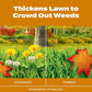 Buy now Scotts Turf Builder WinterGuard Fall Weed & Feed5, Weed Killer Plus Fall Fertilizer, 12,000 sq. ft., 33.84 lbs. at indiglob india