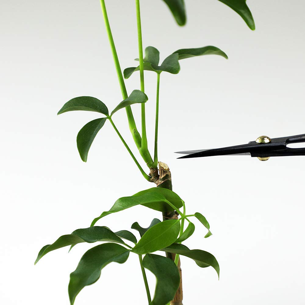 Buy now Wazakura Bonsai Scissors MADE IN JAPAN 7inch(180mm), Japanese Bonsai Garden Tools, Hasami Pruning Shears at indiglob india