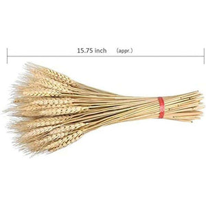 100 Pcs Dry Wheat Grass Bouquet Natural Wheat Dried Grasses Bundle Dried Wheat Length 45cm (Wheat) - My Store