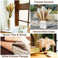 Buy now Seniny Pampas Grass, 80 Pcs Dried Pampas Grass Decor Tall 17", Natural Brown & White Pompous Grass | Bunny Tails Dried Flowers | Wheat Stalks | Reed for Boho Home Wedding Decor, Flower Arrangement at indiglob india