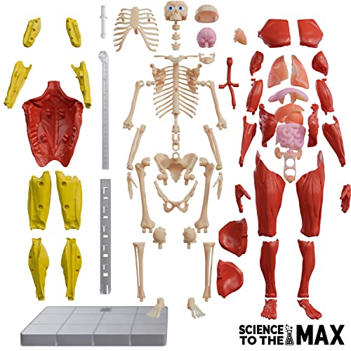 Buy now Be Amazing! Toys Interactive Human Body - 60 Piece Fully Poseable Anatomy Figure – 14” Tall Model - Anatomy Kit – Removable Muscles, Organs,Bones STEM Toy – Ages 8+ at indiglob india