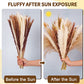 Buy now Seniny Pampas Grass, 80 Pcs Dried Pampas Grass Decor Tall 17", Natural Brown & White Pompous Grass | Bunny Tails Dried Flowers | Wheat Stalks | Reed for Boho Home Wedding Decor, Flower Arrangement at indiglob india