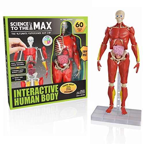 Buy now Be Amazing! Toys Interactive Human Body - 60 Piece Fully Poseable Anatomy Figure – 14” Tall Model - Anatomy Kit – Removable Muscles, Organs,Bones STEM Toy – Ages 8+ at indiglob india