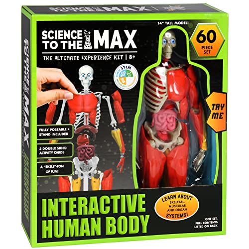 Buy now Be Amazing! Toys Interactive Human Body - 60 Piece Fully Poseable Anatomy Figure – 14” Tall Model - Anatomy Kit – Removable Muscles, Organs,Bones STEM Toy – Ages 8+ at indiglob india