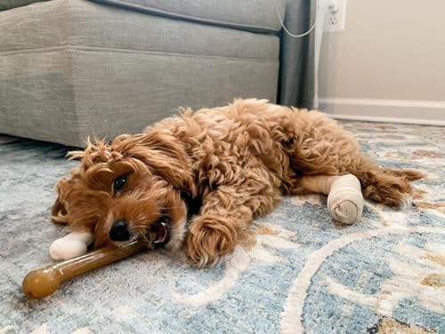 Buy now Nylabone Original Bone Flexi Chew Toy for Dogs, Flexible Dog Toys for Moderate Chewers, Chicken Flavor, Large/Giant, 1 Count at indiglob india