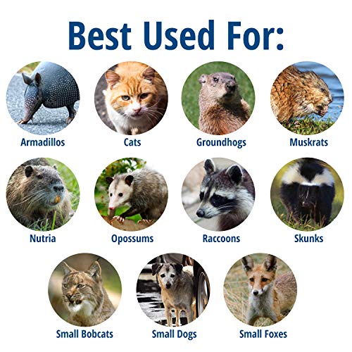 Buy now Havahart Large 2 Door Humane Catch and Release Live Animal Trap for Armadillos, Beavers, Bobcats, Small Dogs, Cats, Foxes, Groundhogs, Nutria, Opossums, Raccoons, Live Catch Trap for Stray Dogs 1045SR at indiglob india