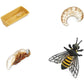 Safari Ltd. Life Cycle of a Honey Bee - Educational Toy Figurines - Miniature Bee Lifecycle Collection for Boys, Girls & Kids Age 4+