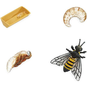 Safari Ltd. Life Cycle of a Honey Bee - Educational Toy Figurines - Miniature Bee Lifecycle Collection for Boys, Girls & Kids Age 4+