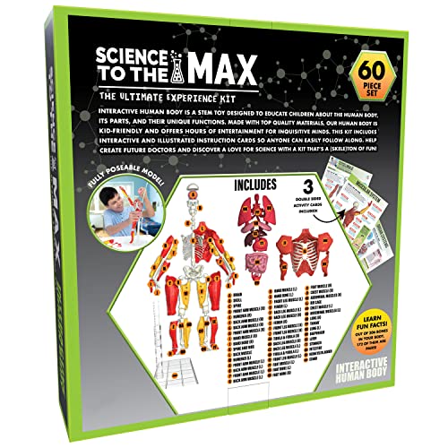 Buy now Be Amazing! Toys Interactive Human Body - 60 Piece Fully Poseable Anatomy Figure – 14” Tall Model - Anatomy Kit – Removable Muscles, Organs,Bones STEM Toy – Ages 8+ at indiglob india