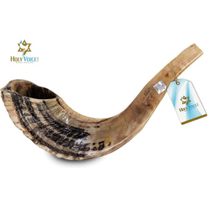 Holy Voice Kosher Ram Shofar Horn from Israel 12"-14" Traditional Half Polished, Holy Land Ancient Jewish Musical Instrument, Smooth Mouthpiece for Easy Blowing, Clear Sound Shofar