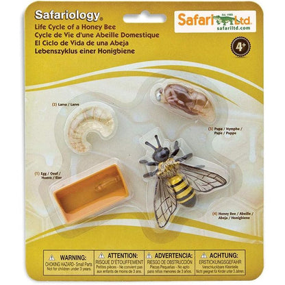 Safari Ltd. Life Cycle of a Honey Bee - Educational Toy Figurines - Miniature Bee Lifecycle Collection for Boys, Girls & Kids Age 4+