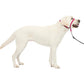 PetSafe Gentle Leader Headcollar No-Pull Dog Collar - Helps Improve Walks - Durable Nylon Construction - Padded Nose Loop - Adjustable Fit - Comfort Walking Halter - Large, Raspberry Pink