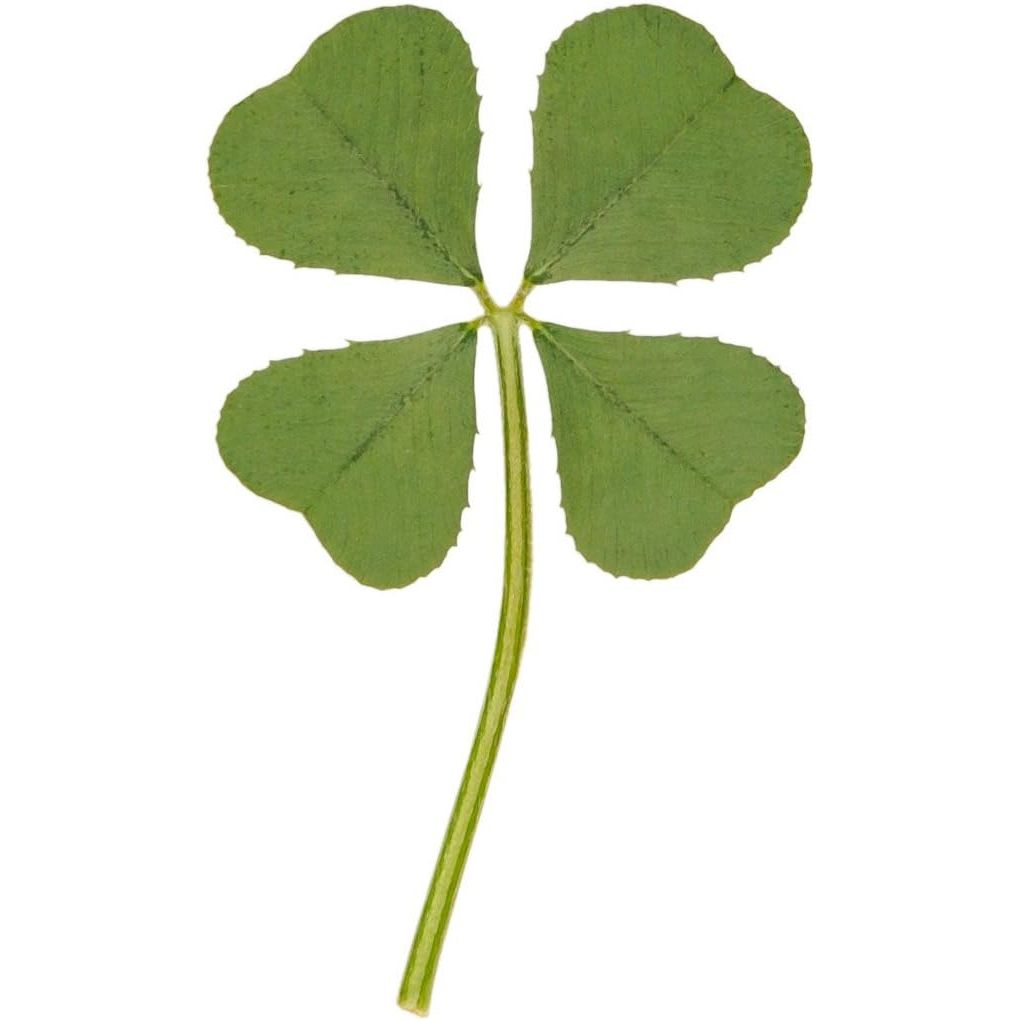 Buy now Genuine Real 4 Four-Leaf Clover Green Irish Shamrock St. Patric's Day Luucky Charm Pressed Flower Stuff for Favours Supplies DIY Crafts Handmade Art Materials Medium at indiglob india