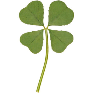Buy now Genuine Real 4 Four-Leaf Clover Green Irish Shamrock St. Patric's Day Luucky Charm Pressed Flower Stuff for Favours Supplies DIY Crafts Handmade Art Materials Medium at indiglob india