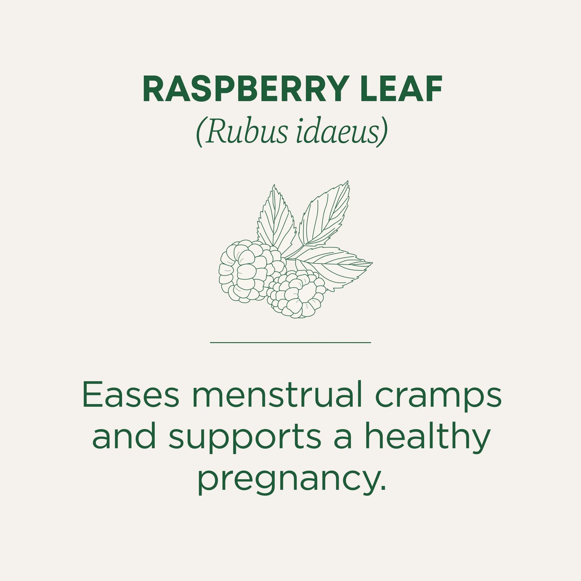 Buy now Traditional Medicinals Organic Raspberry Leaf Herbal Tea, Eases Menstrual Cramps & Supports Healthy Pregnancy, (Pack of 1) - 16 Tea Bags at indiglob india