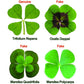Buy now Genuine Real 4 Four-Leaf Clover Green Irish Shamrock St. Patric's Day Luucky Charm Pressed Flower Stuff for Favours Supplies DIY Crafts Handmade Art Materials Medium at indiglob india