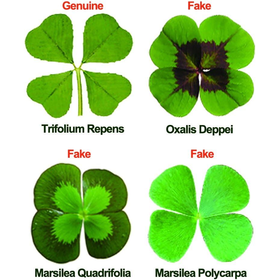 Buy now Genuine Real 4 Four-Leaf Clover Green Irish Shamrock St. Patric's Day Luucky Charm Pressed Flower Stuff for Favours Supplies DIY Crafts Handmade Art Materials Medium at indiglob india