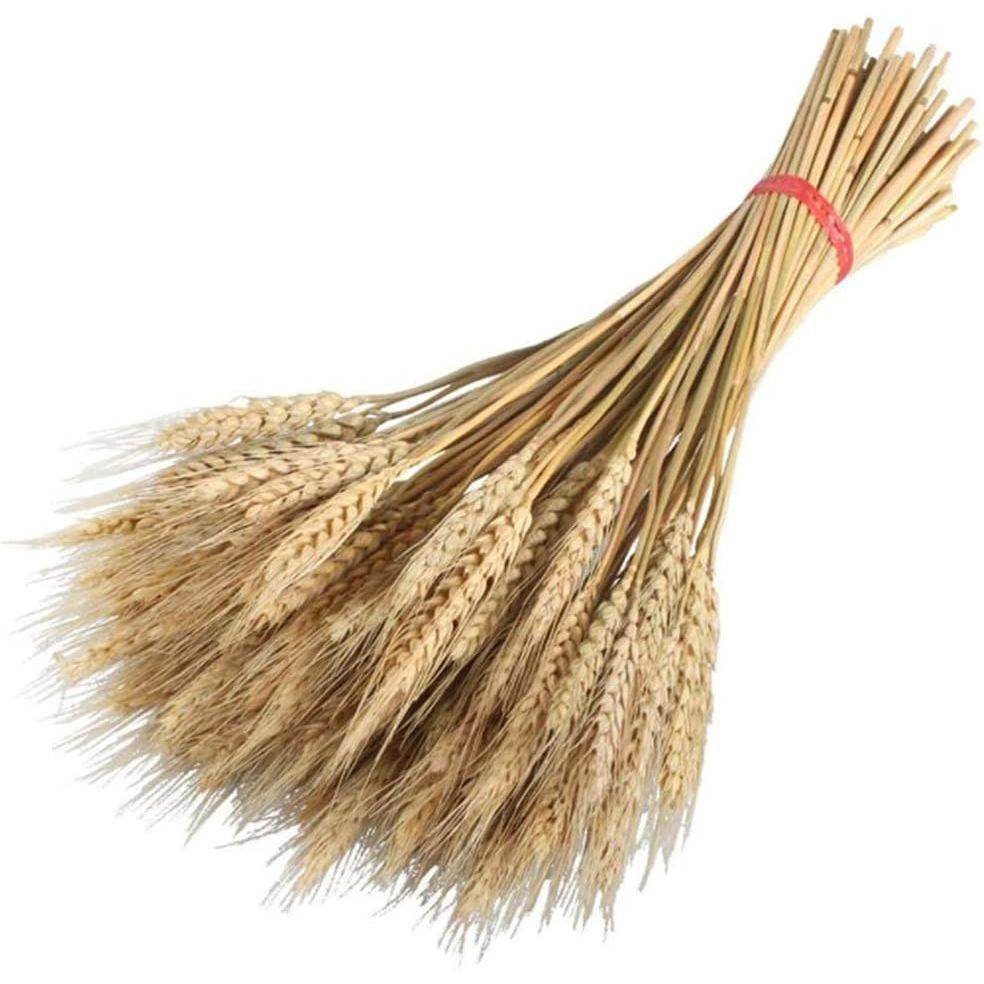 100 Pcs Dry Wheat Grass Bouquet Natural Wheat Dried Grasses Bundle Dried Wheat Length 45cm (Wheat) - My Store