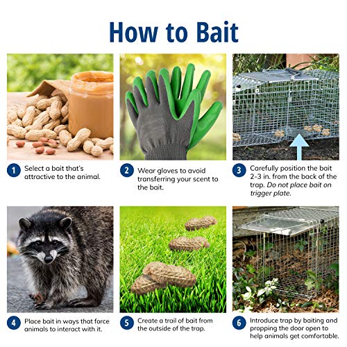 Buy now Havahart Large 2 Door Humane Catch and Release Live Animal Trap for Armadillos, Beavers, Bobcats, Small Dogs, Cats, Foxes, Groundhogs, Nutria, Opossums, Raccoons, Live Catch Trap for Stray Dogs 1045SR at indiglob india