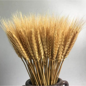 100 Pcs Dry Wheat Grass Bouquet Natural Wheat Dried Grasses Bundle Dried Wheat Length 45cm (Wheat) - My Store