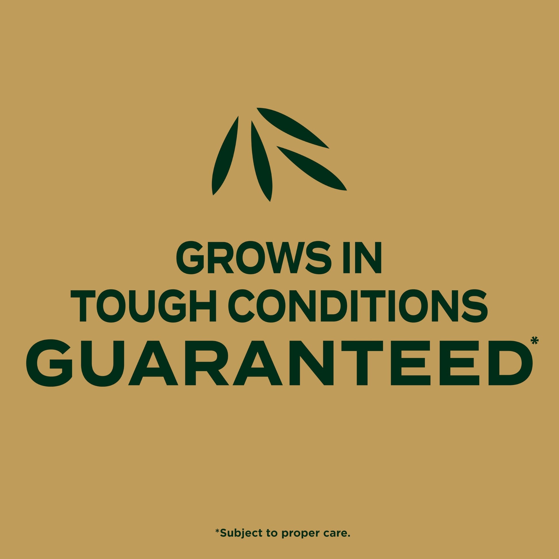 Buy now Scotts EZ Seed Patch and Repair Zoysia Grass, Combination Mulch, Grass Seed and Lawn Fertilizer, 3.75 lbs. at indiglob india