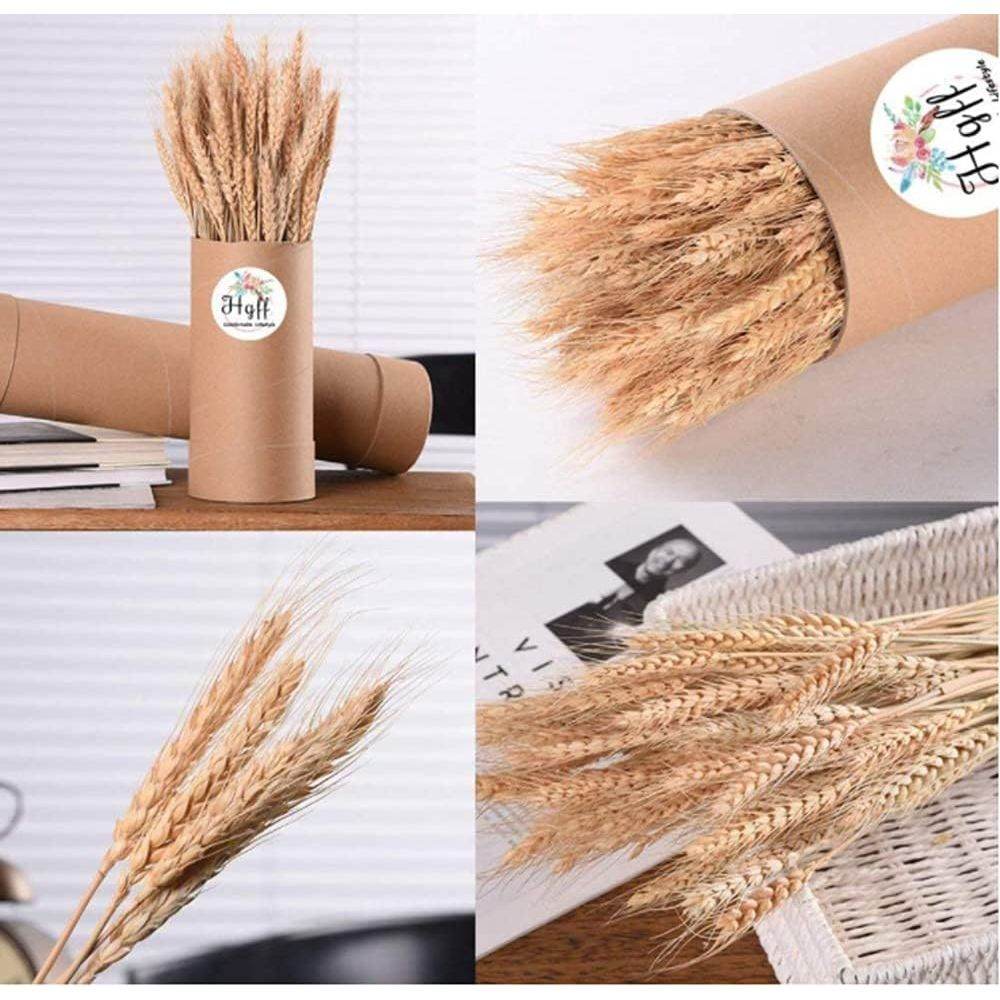 100 Pcs Dry Wheat Grass Bouquet Natural Wheat Dried Grasses Bundle Dried Wheat Length 45cm (Wheat) - My Store