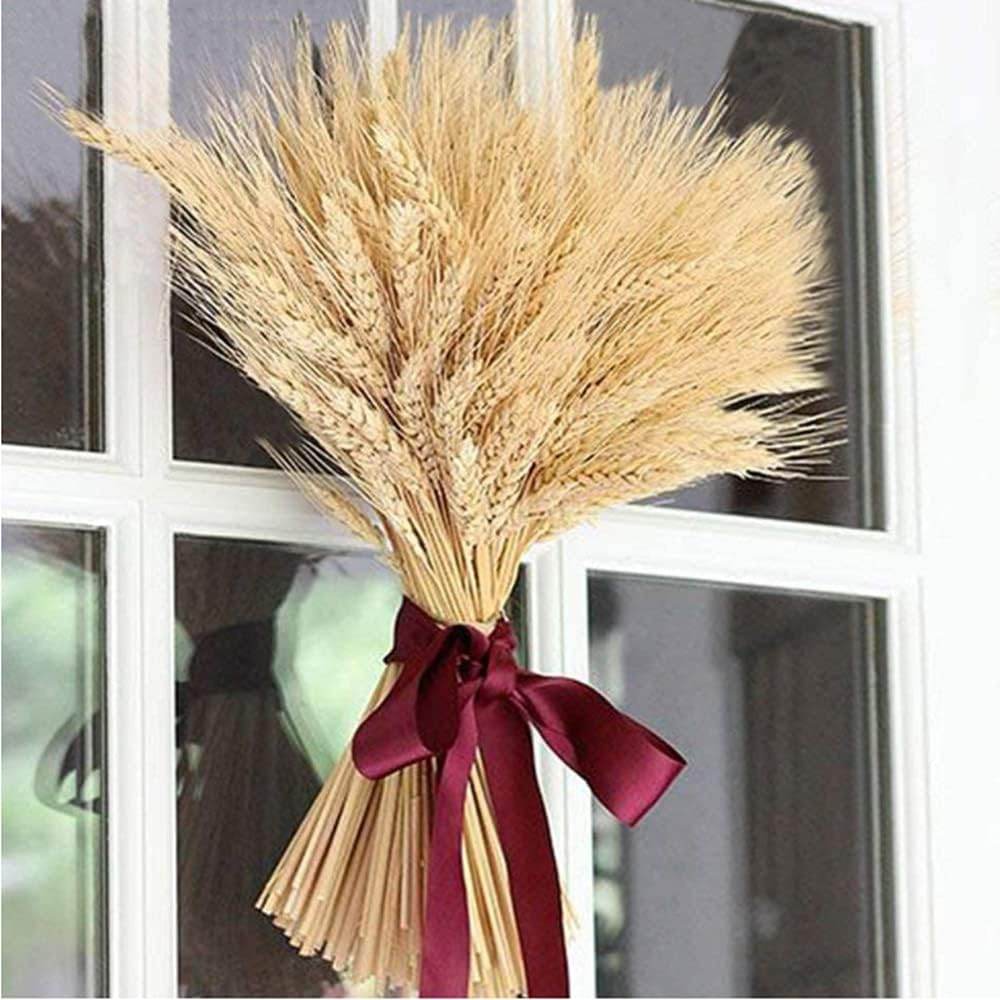 100 Pcs Dry Wheat Grass Bouquet Natural Wheat Dried Grasses Bundle Dried Wheat Length 45cm (Wheat) - My Store