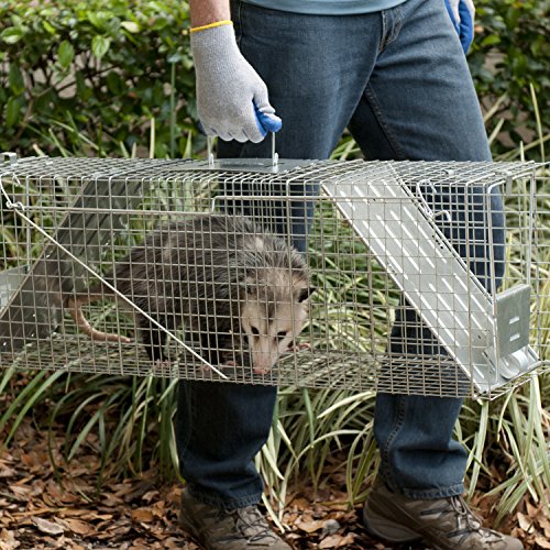 Buy now Havahart Large 2 Door Humane Catch and Release Live Animal Trap for Armadillos, Beavers, Bobcats, Small Dogs, Cats, Foxes, Groundhogs, Nutria, Opossums, Raccoons, Live Catch Trap for Stray Dogs 1045SR at indiglob india