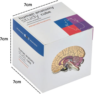Human Anatomy Study Cube | Study 9 Parts of The Human Body | Perfect Anatomy Revision Guide | Addictive Anatomy Model Cube | Great Gift for Nurse, Dentist, Medical Students