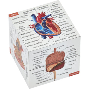 Human Anatomy Study Cube | Study 9 Parts of The Human Body | Perfect Anatomy Revision Guide | Addictive Anatomy Model Cube | Great Gift for Nurse, Dentist, Medical Students