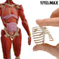 Buy now Be Amazing! Toys Interactive Human Body - 60 Piece Fully Poseable Anatomy Figure – 14” Tall Model - Anatomy Kit – Removable Muscles, Organs,Bones STEM Toy – Ages 8+ at indiglob india