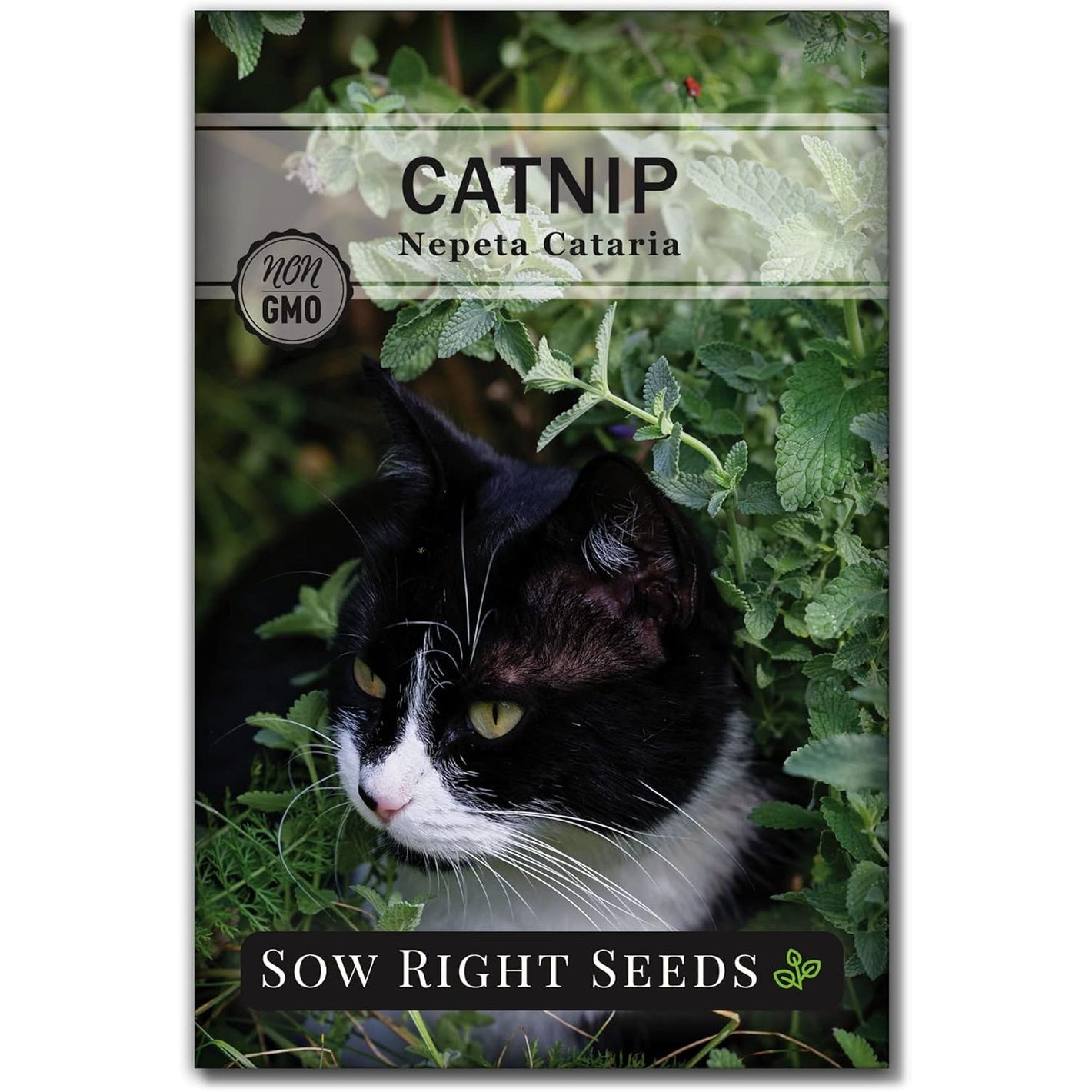 Sow Right Seeds - Catnip Seed for Planting - Popular Herb for Happy Cats - Non-GMO Heirloom Packet with Instructions to Plant and Grow - A Gift for The Cat Lover - Perennial Herb Indoors (1)