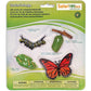 Safari Ltd. Life Cycle of a Honey Bee - Educational Toy Figurines - Miniature Bee Lifecycle Collection for Boys, Girls & Kids Age 4+