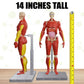 Buy now Be Amazing! Toys Interactive Human Body - 60 Piece Fully Poseable Anatomy Figure – 14” Tall Model - Anatomy Kit – Removable Muscles, Organs,Bones STEM Toy – Ages 8+ at indiglob india