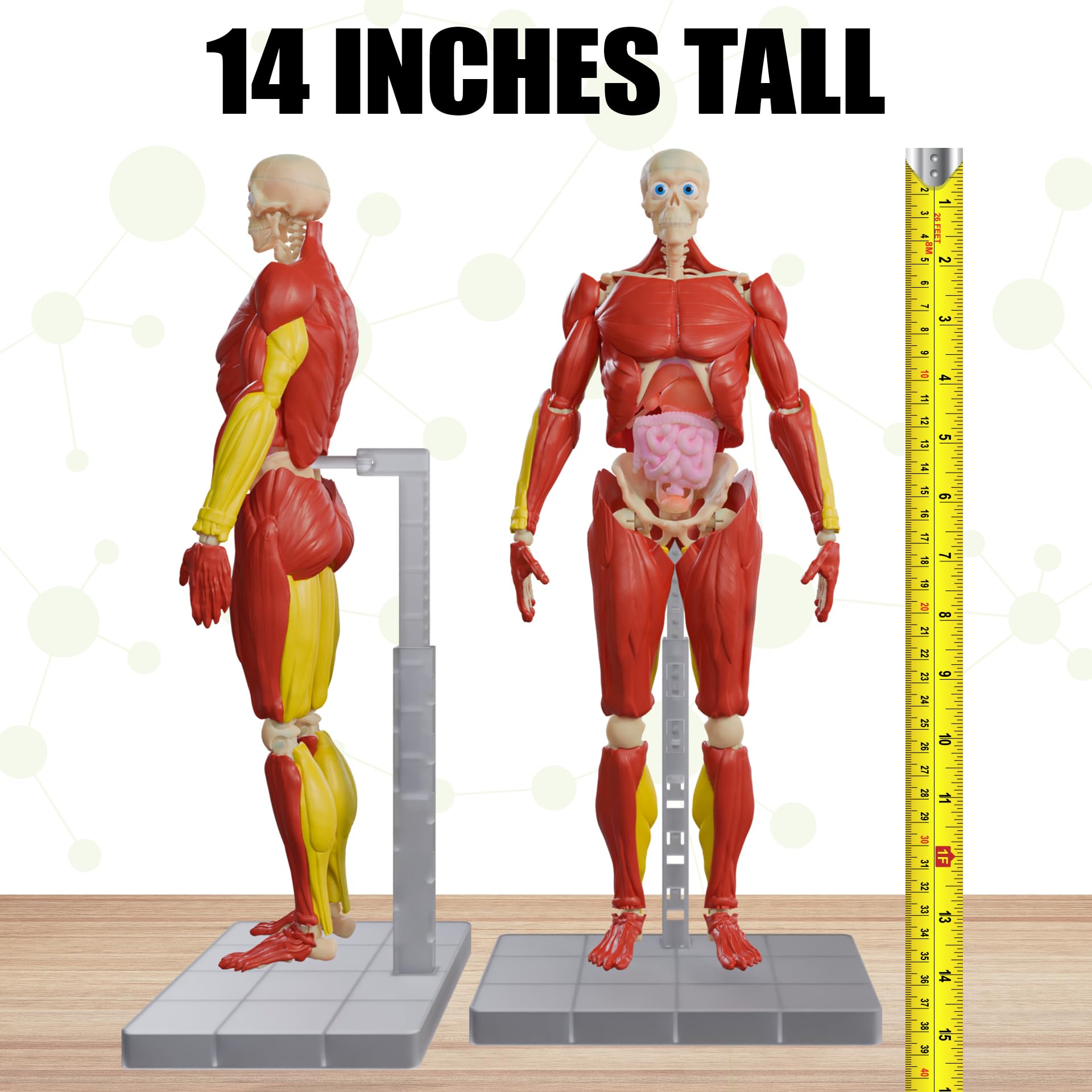 Buy now Be Amazing! Toys Interactive Human Body - 60 Piece Fully Poseable Anatomy Figure – 14” Tall Model - Anatomy Kit – Removable Muscles, Organs,Bones STEM Toy – Ages 8+ at indiglob india