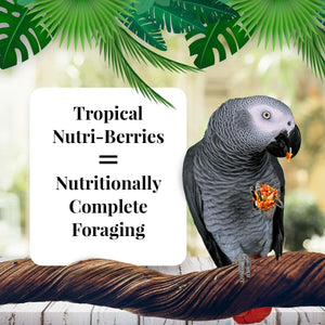 Buy now LAFEBER'S Tropical Fruit Nutri-Berries Pet Bird Food, Made with Non-GMO and Human-Grade Ingredients, for Parrots, 3 lb at indiglob india