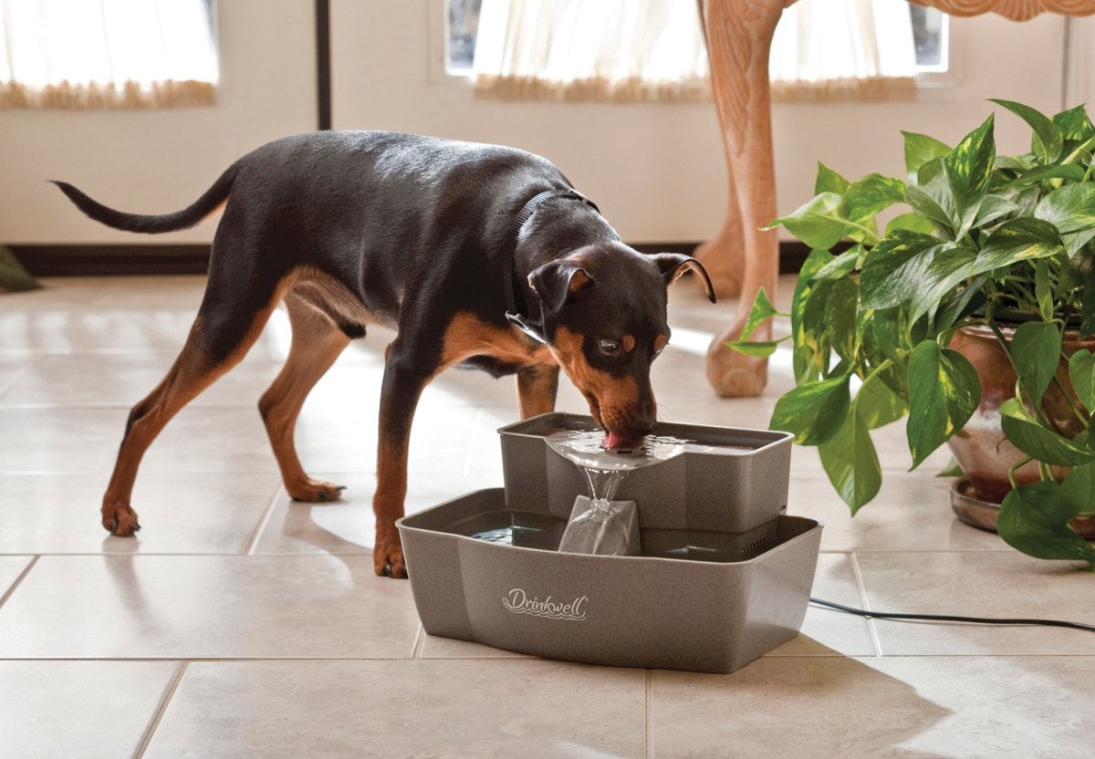Buy now PetSafe Drinkwell Multi-Tier Pet Fountain - Encourages Hydration for Cats & Dogs - Large-Capacity Waterer - Double Tier - Filtered Fountain with Carbon Filter - 100 oz Water Capacity at indiglob india