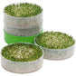 KITCHEN CROP Deluxe Seed Sprouter with 4 Growing Trays and 1 Seed Packets, (Alfalfa Seeds) Easily Grow Sprouts Indoors for a Healthy Lifestyle