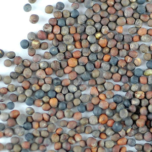 Handy Pantry Broccoli Sprouts Seeds Organic- 1 Lb - Non-GMO Organic Broccoli Seeds for Sprouting, Microgreens Sprouting Seeds, Contain Sulforaphane