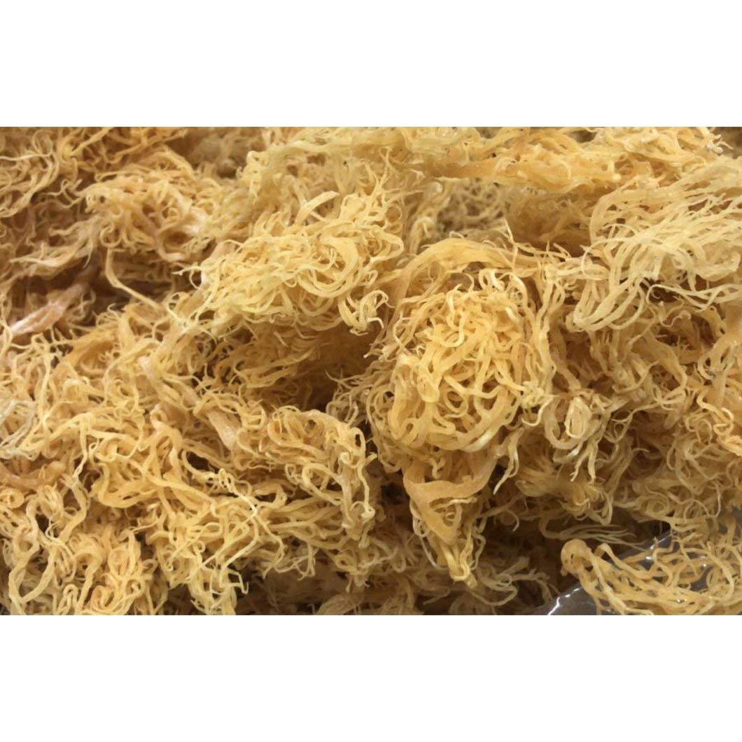 Buy now Wildcrafted Gold Irish Moss- Organic,Raw,Vegan Imported From St.Lucia,50 Grams,1.76 Ounce (Pack of 1) at indiglob india