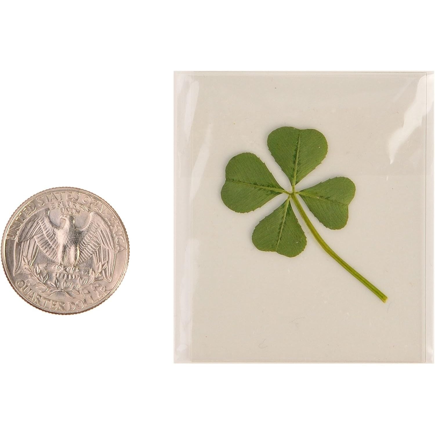 Buy now Genuine Real 4 Four-Leaf Clover Green Irish Shamrock St. Patric's Day Luucky Charm Pressed Flower Stuff for Favours Supplies DIY Crafts Handmade Art Materials Medium at indiglob india