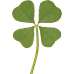 Buy now Genuine Real 4 Four-Leaf Clover Green Irish Shamrock St. Patric's Day Luucky Charm Pressed Flower Stuff for Favours Supplies DIY Crafts Handmade Art Materials Medium at indiglob india