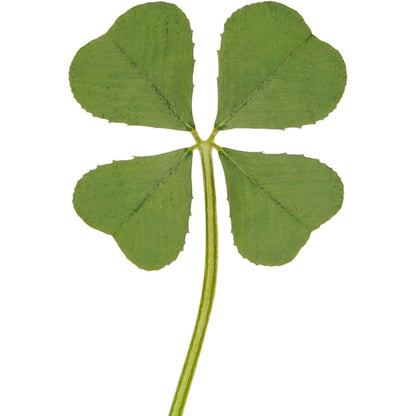 Buy now Genuine Real 4 Four-Leaf Clover Green Irish Shamrock St. Patric's Day Luucky Charm Pressed Flower Stuff for Favours Supplies DIY Crafts Handmade Art Materials Medium at indiglob india