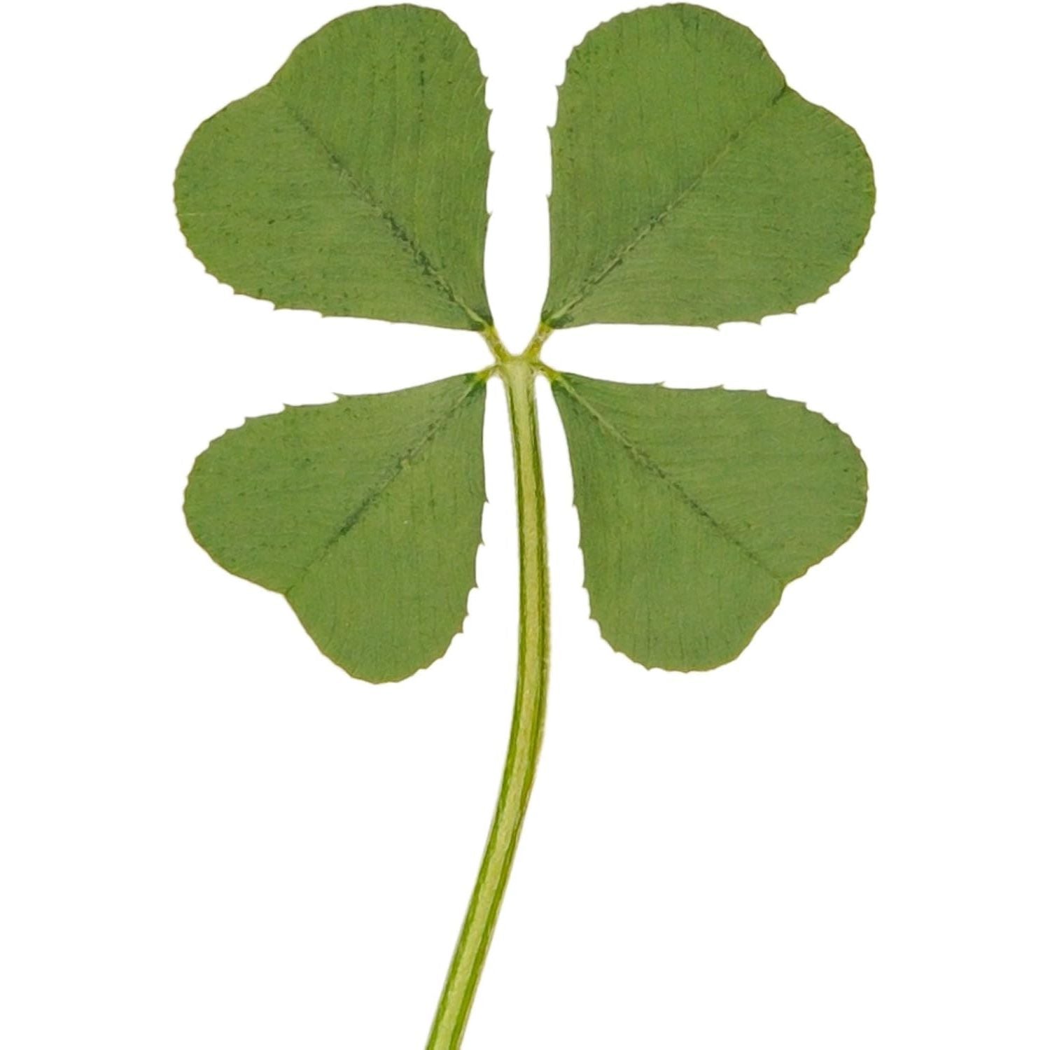 Buy now Genuine Real 4 Four-Leaf Clover Green Irish Shamrock St. Patric's Day Luucky Charm Pressed Flower Stuff for Favours Supplies DIY Crafts Handmade Art Materials Medium Default at indiglob india
