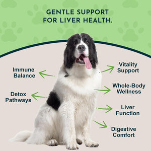Animal Essentials Liver Defense-Herbal Formula for Dogs & Cats, Maintain Healthy Liver Function, Sweet Taste, 100% Organic Human Grade Herbs, Veterinarian Recommended Animal Wellness Tonics - 1 Fl Oz